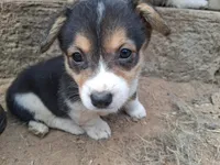 Molly, a female Pembroke Welsh Corgi for sale in Batesville, AR – 1 of 4