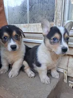 Bear, a male Pembroke Welsh Corgi for sale in Batesville, AR – 4 of 7