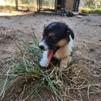 Lilly, a female Pembroke Welsh Corgi for sale in Batesville, AR – 4 of 4