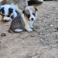 Fluffy, a male Pembroke Welsh Corgi for sale in Batesville, AR – 3 of 3