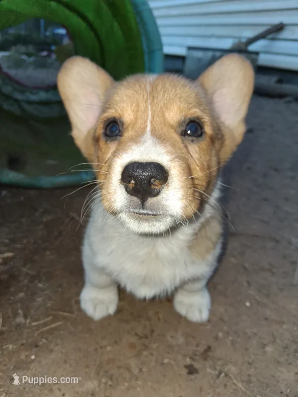 Remus – Pembroke Welsh Corgi puppy for sale in Batesville, AR
