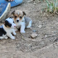 Remus, a male Pembroke Welsh Corgi for sale in Batesville, AR – 3 of 4
