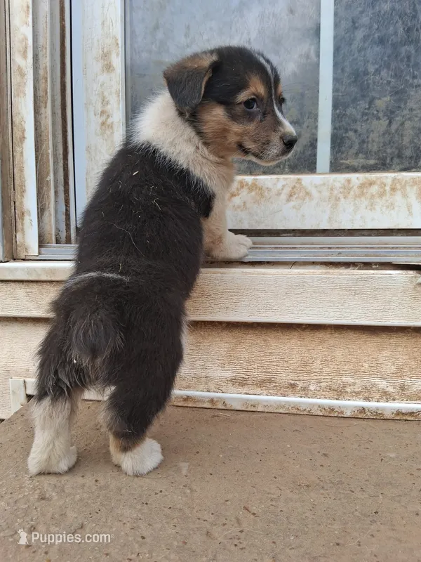 Tonks – Pembroke Welsh Corgi puppy for sale in Batesville, AR
