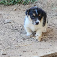 Tonks, a female Pembroke Welsh Corgi for sale in Batesville, AR – 3 of 4