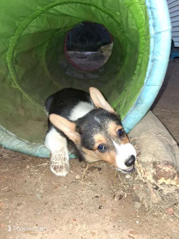 Molly – Pembroke Welsh Corgi puppy for sale in Batesville, AR