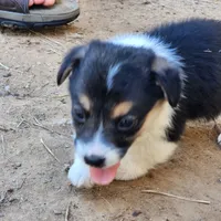 Lilly, a female Pembroke Welsh Corgi for sale in Batesville, AR – 3 of 4