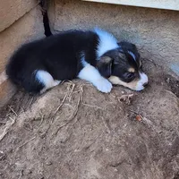 Molly, a female Pembroke Welsh Corgi for sale in Batesville, AR – 4 of 4