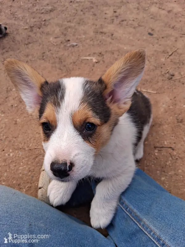 Sirius  – Pembroke Welsh Corgi puppy for sale in Batesville, AR