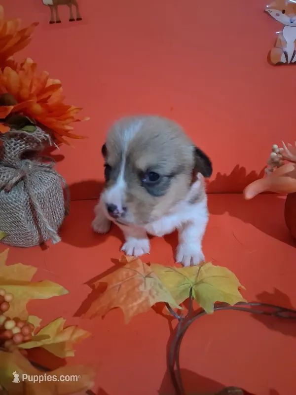 Remus – Pembroke Welsh Corgi puppy for sale in Batesville, AR