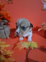 Remus, a male Pembroke Welsh Corgi for sale in Batesville, AR – 1 of 1