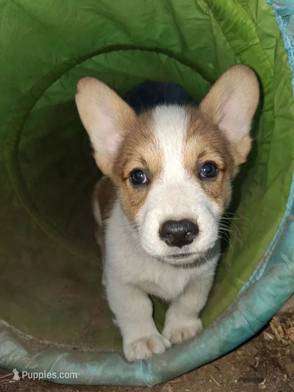 Charlie – Pembroke Welsh Corgi puppy for sale in Batesville, AR