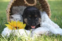 Kimber, a female German Shepherd Dog for sale in Ewing, IL – 3 of 7