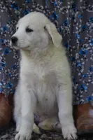 Peany, a female Anatolian Shepherd Dog and Great Pyrenees for sale in Ewing, IL – 5 of 5