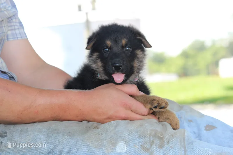 Ellie – German Shepherd Dog puppy for sale in Ewing, IL
