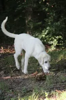 Peany, a female Anatolian Shepherd Dog and Great Pyrenees for sale in Ewing, IL – 4 of 5