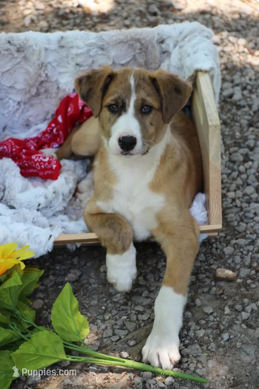 Ranger – Collie puppy for sale in Ewing, IL