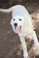 Petunia, a female Anatolian Shepherd Dog and Great Pyrenees for sale in Ewing, IL – 2 of 5