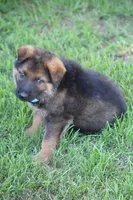 Bailey, a female German Shepherd Dog for sale in Ewing, IL – 2 of 10