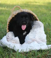 Hardin, a male German Shepherd Dog and English Cream Golden Retriever for sale in Ewing, IL – 3 of 10
