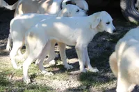 Petunia, a female Anatolian Shepherd Dog and Great Pyrenees for sale in Ewing, IL – 4 of 5