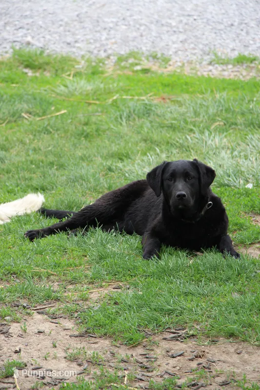 Lexington  – Goldador puppy for sale in Ewing, IL