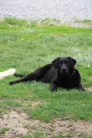 Lexington , a female Goldador for sale in Ewing, IL – Photo 1 of 4