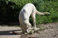 Peany, a female Anatolian Shepherd Dog and Great Pyrenees for sale in Ewing, IL – 5 of 5