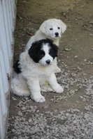 Spot, a male Anatolian Shepherd Dog and Great Pyrenees for sale in Ewing, IL – 3 of 7