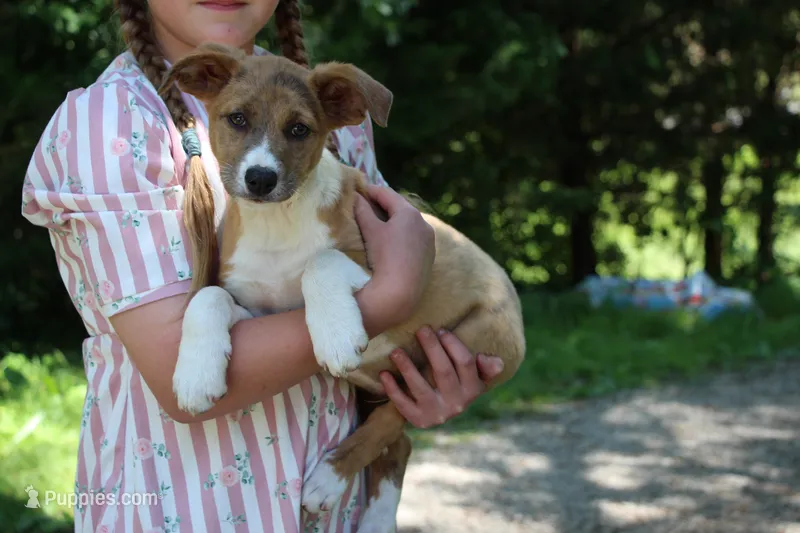 Rover  – Collie puppy for sale in Ewing, IL