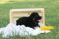 Beretta, a female German Shepherd Dog for sale in Ewing, IL – 3 of 9