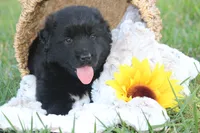 Tessa, a female German Shepherd Dog and English Cream Golden Retriever for sale in Ewing, IL – 2 of 9