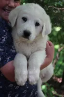 Petunia, a female Anatolian Shepherd Dog and Great Pyrenees for sale in Ewing, IL – 5 of 5
