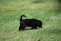 Hardin, a male Labrador Retriever and English Cream Golden Retriever for sale in Ewing, IL – 5 of 10