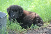 Tessa, a female Labrador Retriever and English Cream Golden Retriever for sale in Ewing, IL – 2 of 10