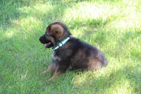 Bailey, a female German Shepherd Dog for sale in Ewing, IL – 8 of 10
