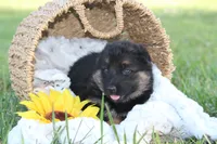 Kimber, a female German Shepherd Dog for sale in Ewing, IL – 1 of 7