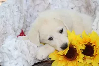 Petunia, a female Anatolian Shepherd Dog and Great Pyrenees for sale in Ewing, IL – 3 of 5