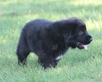 Hardin, a male German Shepherd Dog and English Cream Golden Retriever for sale in Ewing, IL – 5 of 10