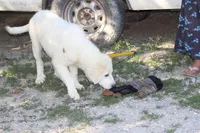 Samson, a male Anatolian Shepherd Dog and Great Pyrenees for sale in Ewing, IL – 5 of 5