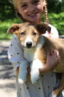 Rover , a male Collie for sale in Ewing, IL – 4 of 6