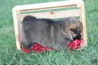 Boone , a male German Shepherd Dog for sale in Ewing, IL – 7 of 9