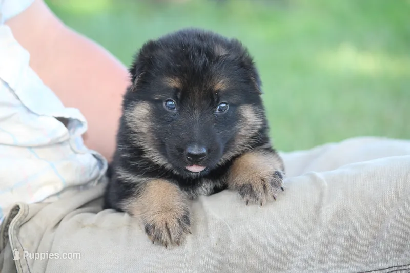Kimber – German Shepherd Dog puppy for sale in Ewing, IL