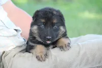 Kimber, a female German Shepherd Dog for sale in Ewing, IL – 4 of 7