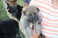 Boone , a male German Shepherd Dog for sale in Ewing, IL – 8 of 9
