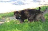 Bailey, a female German Shepherd Dog for sale in Ewing, IL – 5 of 10