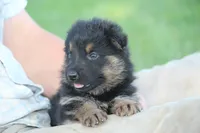 Ellie, a female German Shepherd Dog for sale in Ewing, IL – 8 of 8