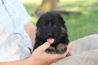 Beretta, a female German Shepherd Dog for sale in Ewing, IL – 2 of 9