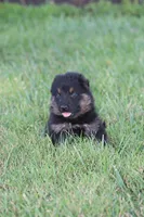 Ellie, a female German Shepherd Dog for sale in Ewing, IL – 5 of 8