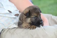 Scout, a male German Shepherd Dog for sale in Ewing, IL – 8 of 8