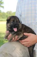 Oakley, a female German Shepherd Dog for sale in Ewing, IL – 5 of 6